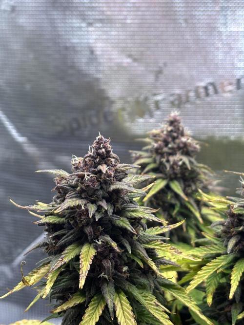 Banana Purple Punch Auto RF3. Week 11 - Buds nah - 1