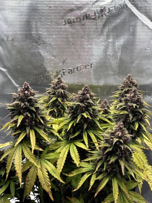 Banana Purple Punch Auto RF3. Week 11 - Buds allgemein - 1