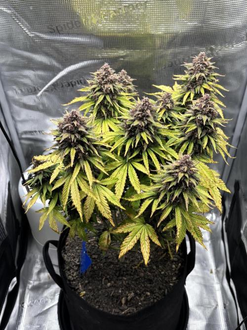 Banana Purple Punch Auto RF3. Week 11 - Pflanze oben - 1