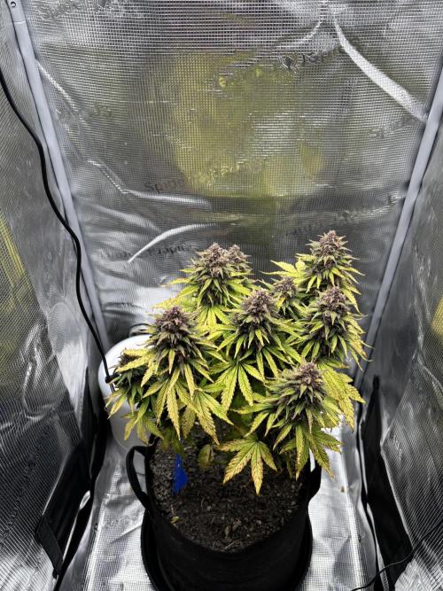 Banana Purple Punch Auto RF3. Week 11 - Pflanze oben - 2