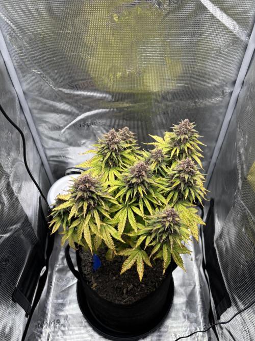 Banana Purple Punch Auto RF3. Week 11 - Pflanze oben - 3