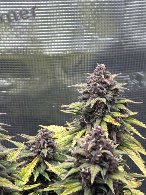 Banana Purple Punch Auto RF3. Week 11 - Buds nah - 2