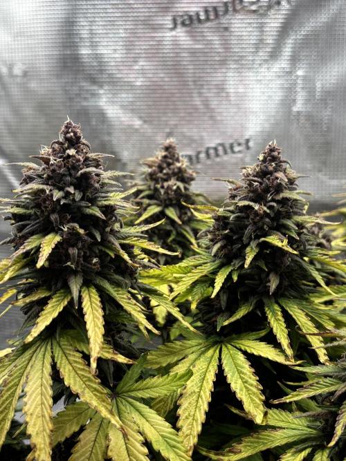 Banana Purple Punch Auto RF3. Week 11 - Buds nah - 3