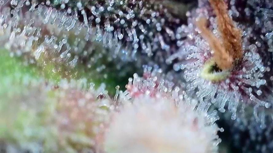 Banana Purple Punch Auto RF3. Week 11 - Trichomen Check - 1