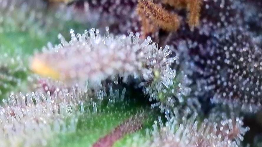 Banana Purple Punch Auto RF3. Week 11 - Trichomen Check - 2