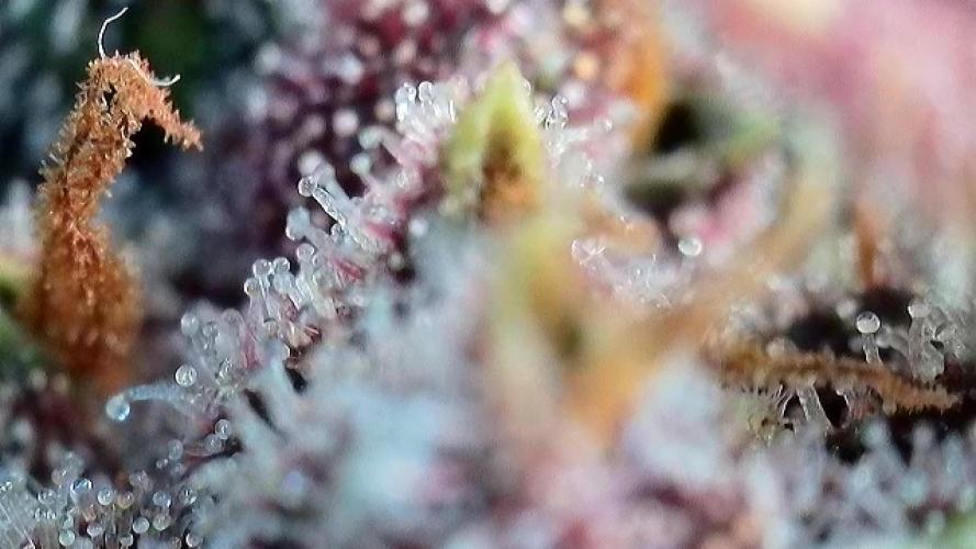 Banana Purple Punch Auto RF3. Week 11 - Trichomen Check - 3