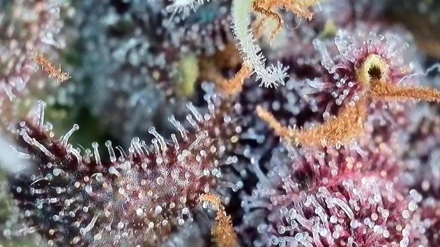 Banana Purple Punch Auto RF3. Week 11 - Trichomen Check - 4