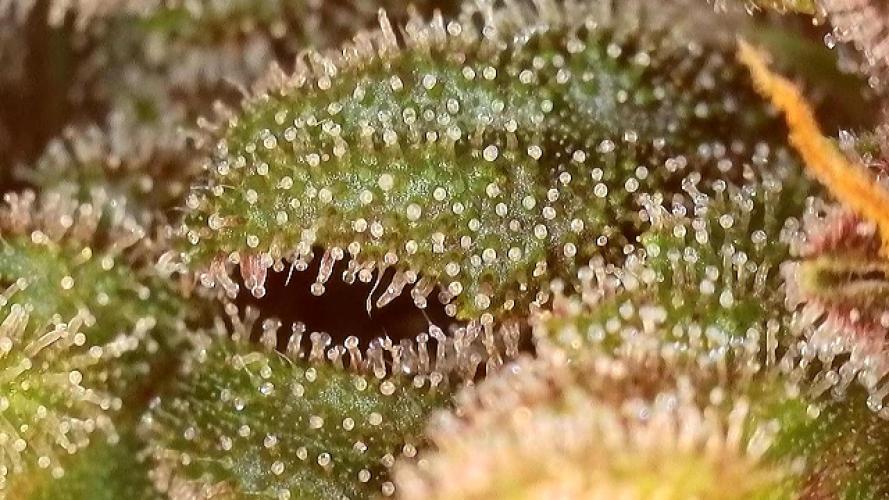 Banana Purple Punch Auto RF3. Week 11 - Trichomen Check - 5