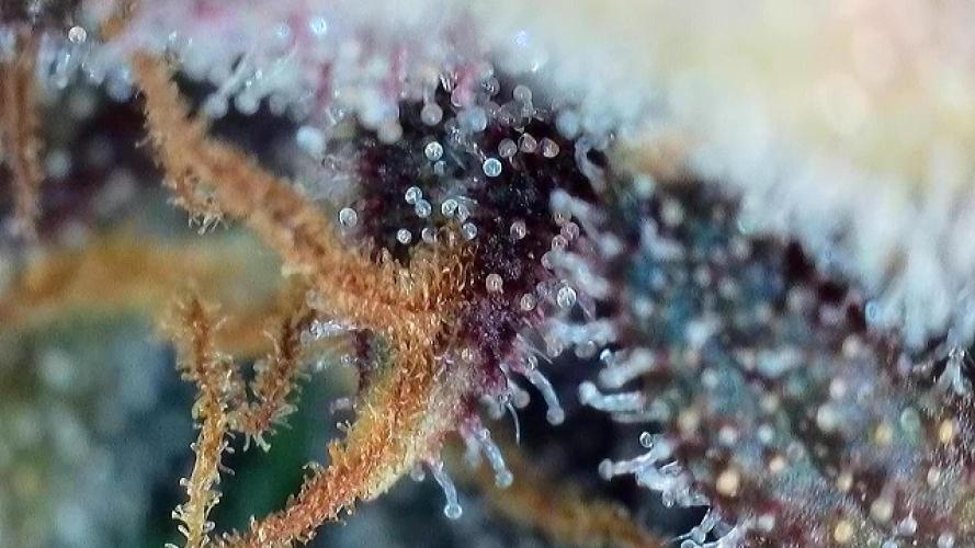 Banana Purple Punch Auto RF3. Week 11 - Trichomen Check - 6