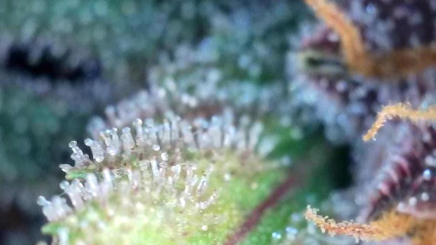 Banana Purple Punch Auto RF3. Week 11 - Trichomen Check - 7