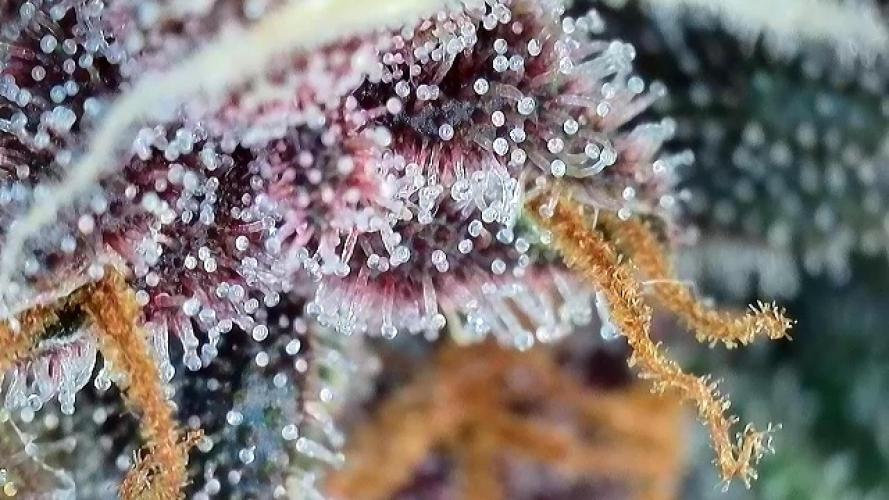 Banana Purple Punch Auto RF3. Week 12 - Trichomen-Check - 1 