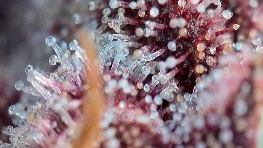 Banana Purple Punch Auto RF3. Week 12 - Trichomen-Check - 2