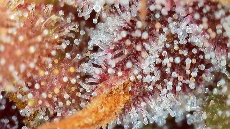 Banana Purple Punch Auto RF3. Week 12 - Trichomen-Check - 3