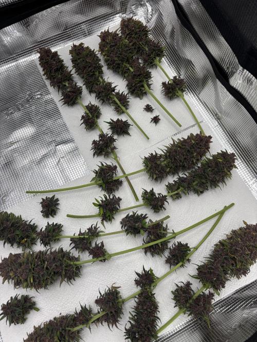 Banana Purple Punch Auto RF3. Week 12 - Ausbeutung - 1