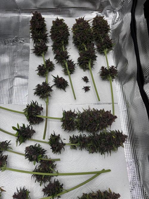 Banana Purple Punch Auto RF3. Week 12 - Ausbeutung - 2