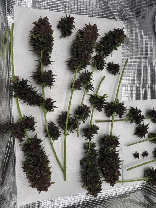 Banana Purple Punch Auto RF3. Week 12 - Ausbeutung - 3