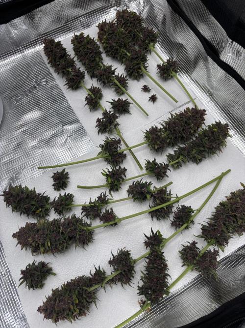 Banana Purple Punch Auto RF3. Week 12 - Ausbeutung - 4