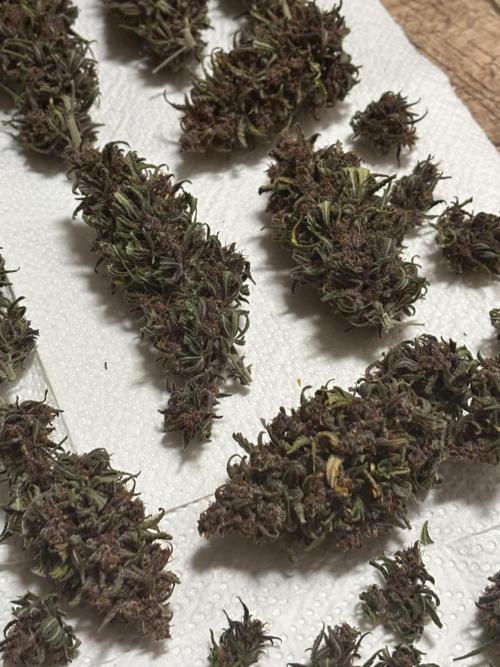 Banana Purple Punch Auto RF3. Week 12 - Ausbeutung - 5