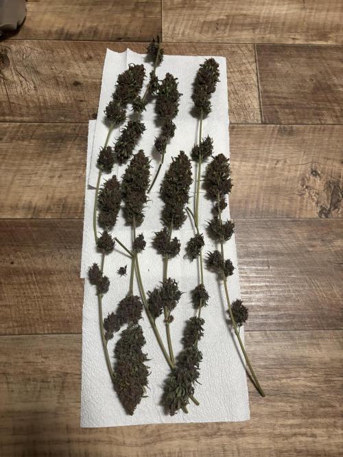 Banana Purple Punch Auto RF3. Week 12 - Ausbeutung - 6