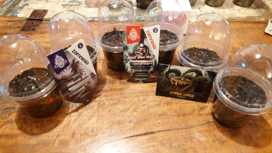 Zamnesia Mixed Grow Project. Week 0 - Photo periodische Samen.