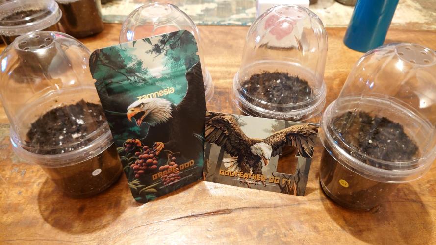 Zamnesia Mixed Grow Project. Week 0 - Automatic Samen.