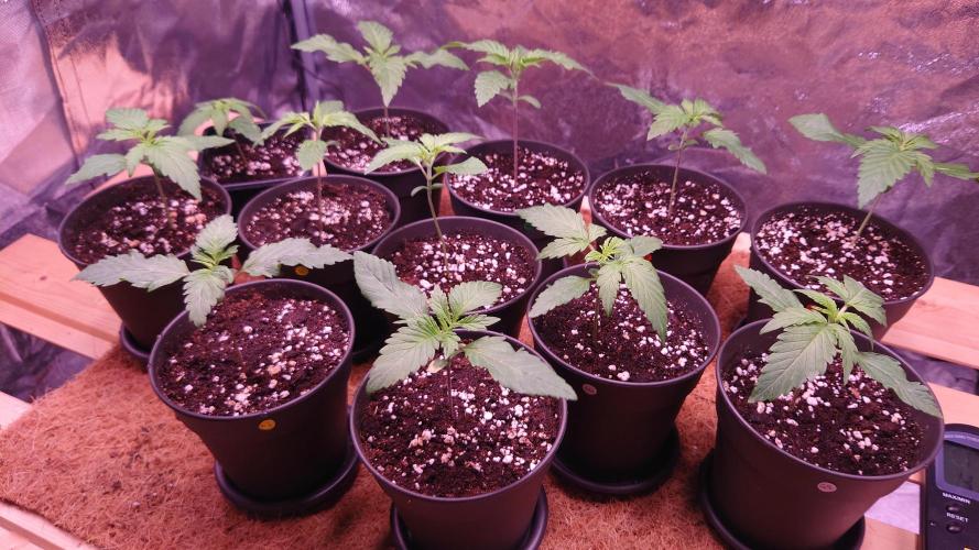 Zamnesia Mixed Grow Project. Week 2 - Alle sehen ganz gut aus 🤞