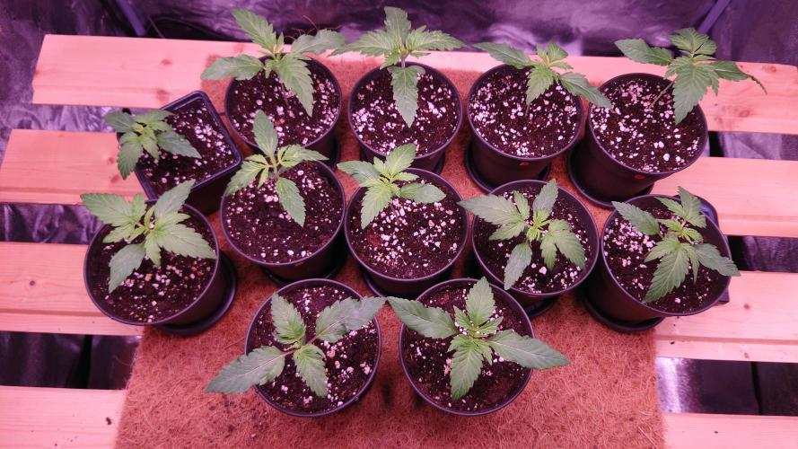 Zamnesia Mixed Grow Project. Week 2