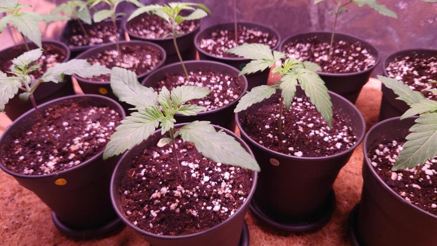 Zamnesia Mixed Grow Project. Week 2 - Grape God Auto