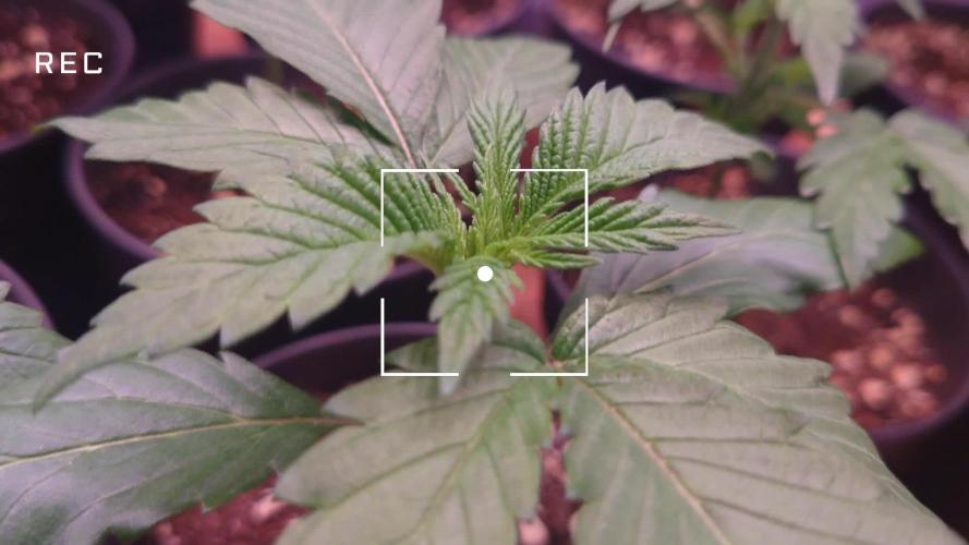 Zamnesia Mixed Grow Project