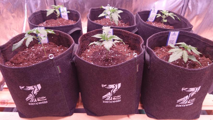 Zamnesia Mixed Grow Project. Week 3 - Zamnesia merch 💚