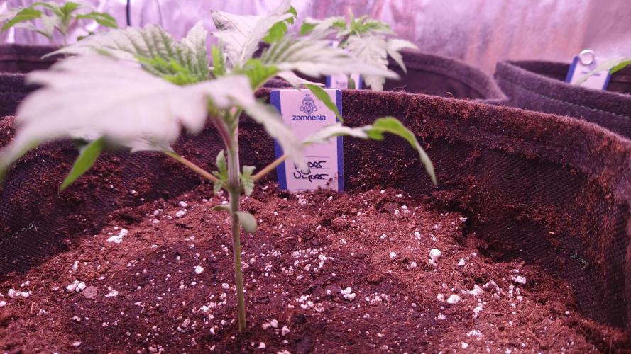 Zamnesia Mixed Grow Project. Week 3 - Hyper Viper 