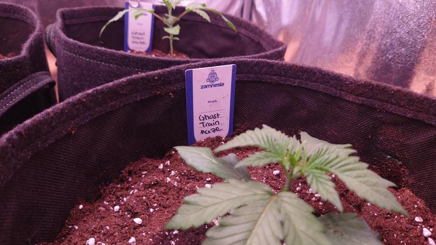 Zamnesia Mixed Grow Project. Week 3 - Ghost Train Haze 