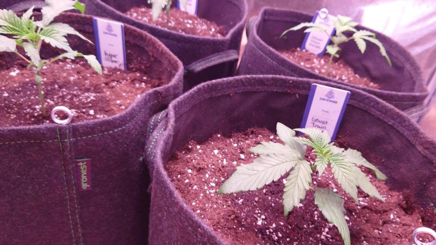 Zamnesia Mixed Grow Project