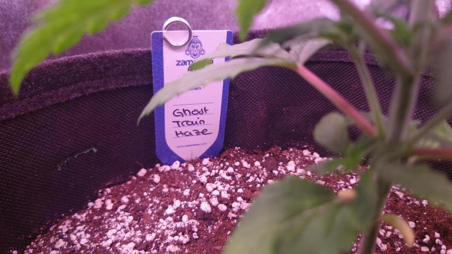 Zamnesia Mixed Grow Project. Week 4