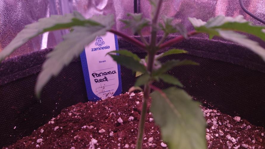 Zamnesia Mixed Grow Project. Week 4