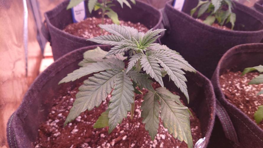 Zamnesia Mixed Grow Project. Week 4