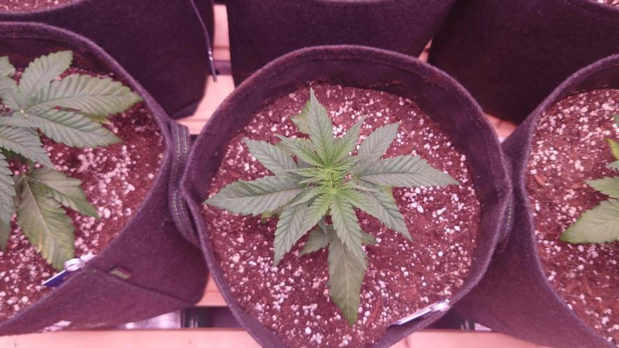 Zamnesia Mixed Grow Project