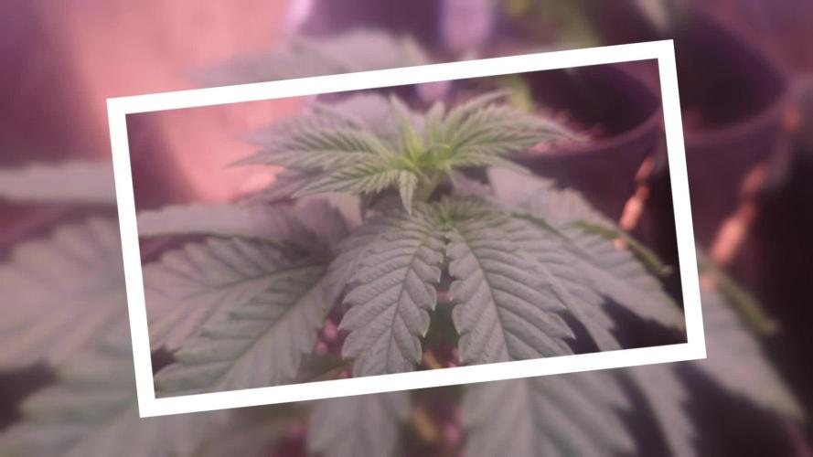 Zamnesia Mixed Grow Project