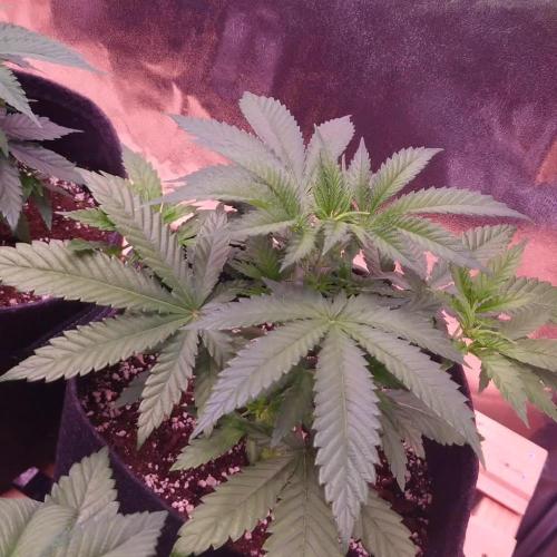 Zamnesia Mixed Grow Project