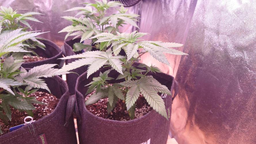 Zamnesia Mixed Grow Project. Week 5