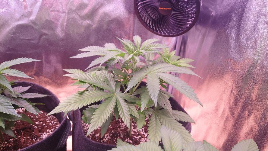 Zamnesia Mixed Grow Project. Week 5