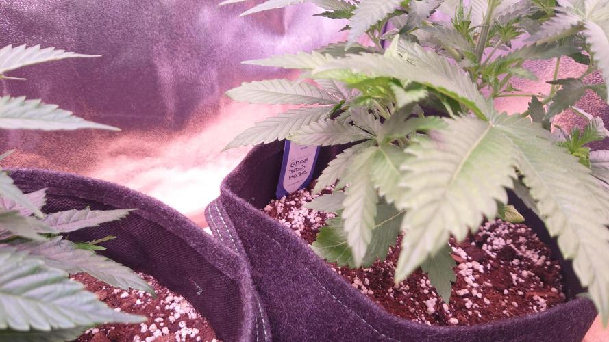 Zamnesia Mixed Grow Project. Week 5