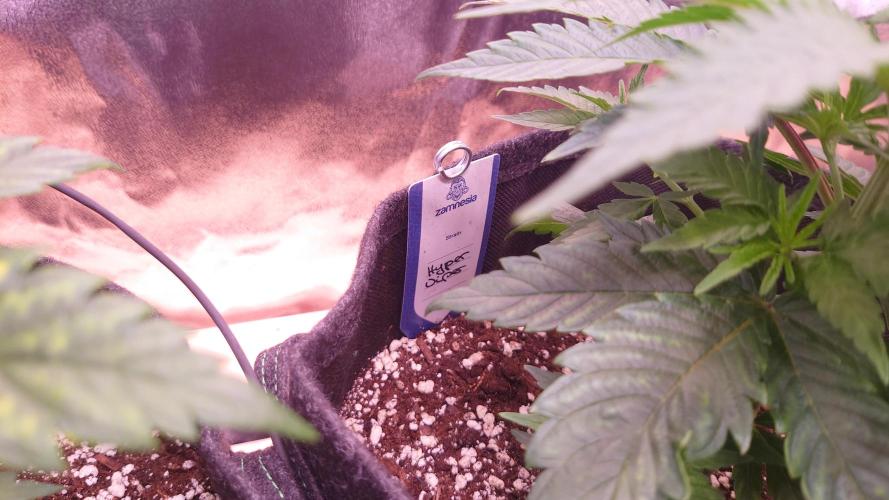 Zamnesia Mixed Grow Project. Week 5