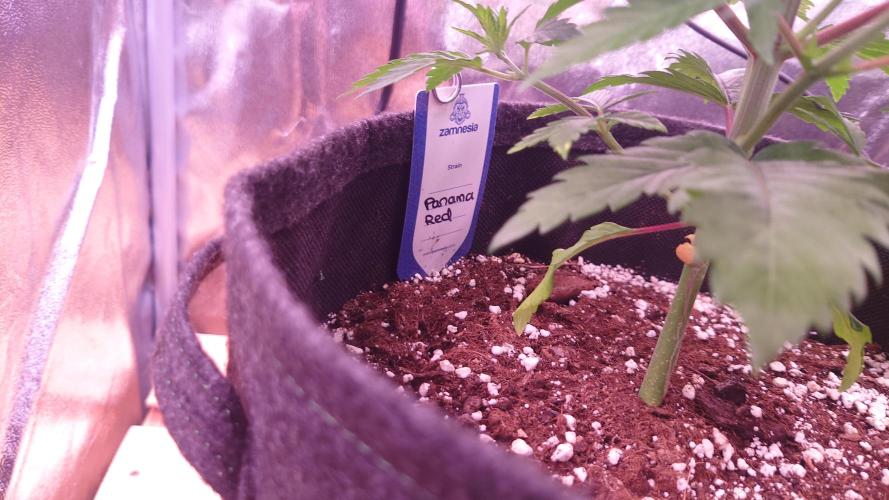 Zamnesia Mixed Grow Project. Week 5