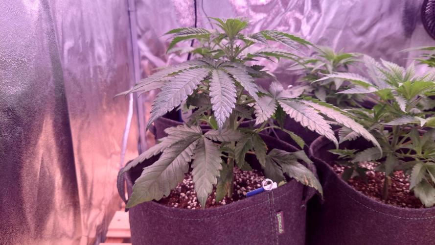 Zamnesia Mixed Grow Project. Week 5