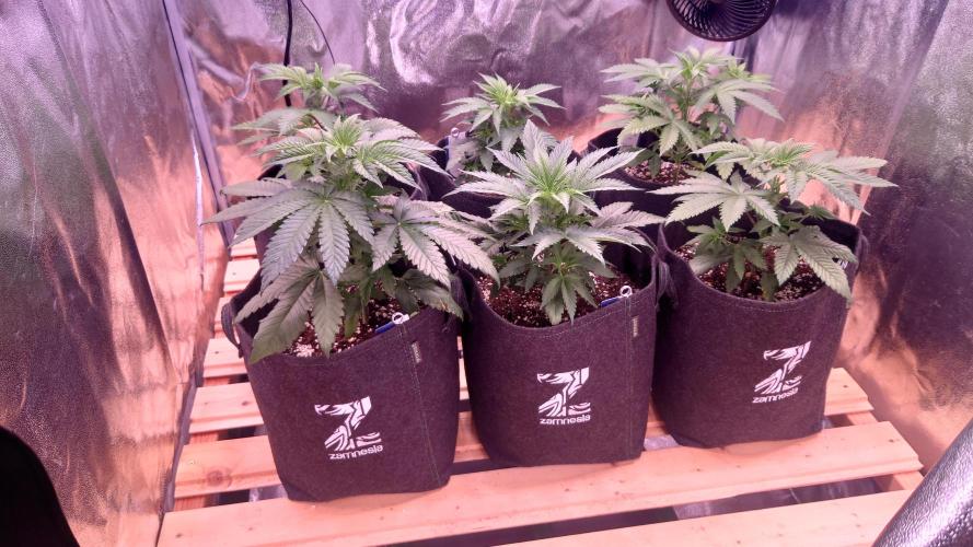 Zamnesia Mixed Grow Project. Week 5
