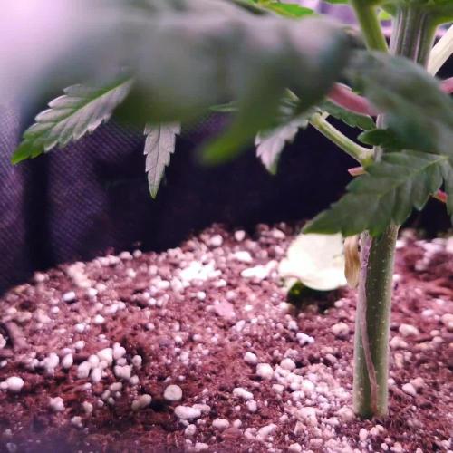 Zamnesia Mixed Grow Project