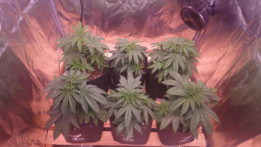 Zamnesia Mixed Grow Project. Week 6