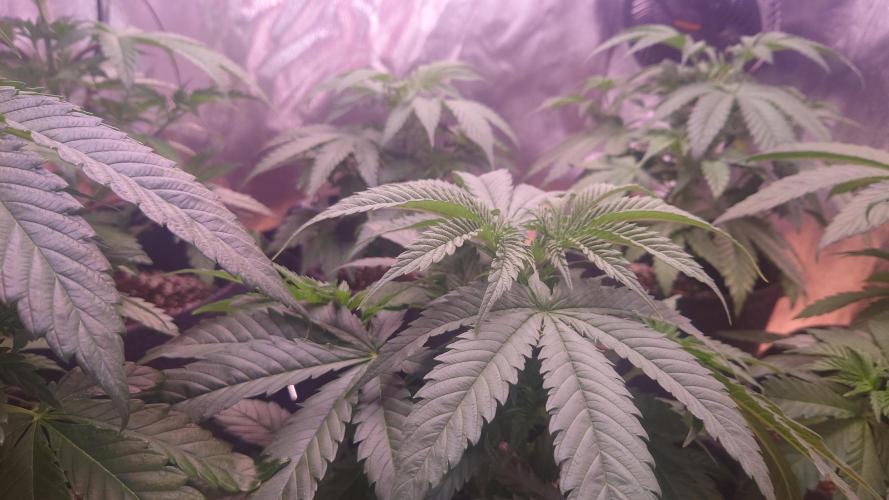 Zamnesia Mixed Grow Project. Week 6