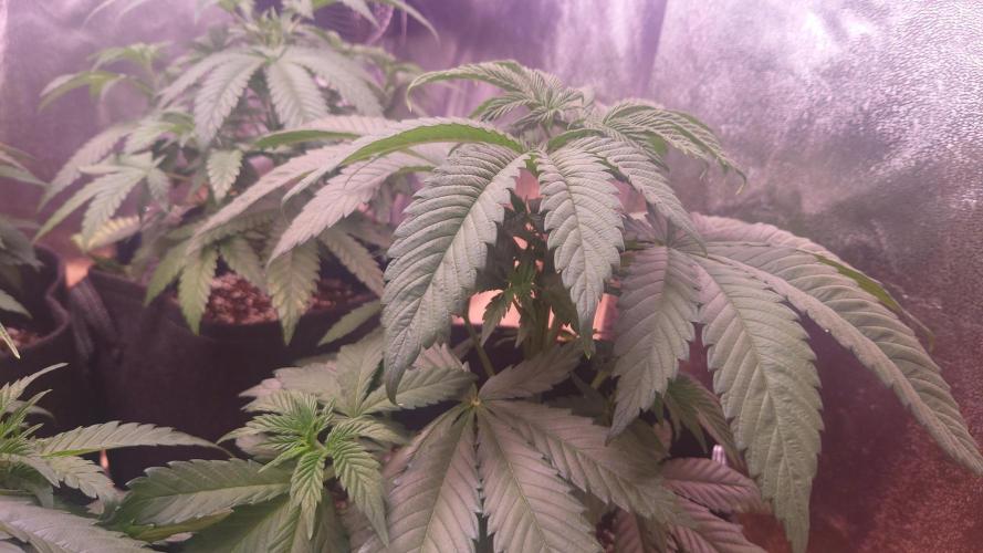 Zamnesia Mixed Grow Project. Week 6